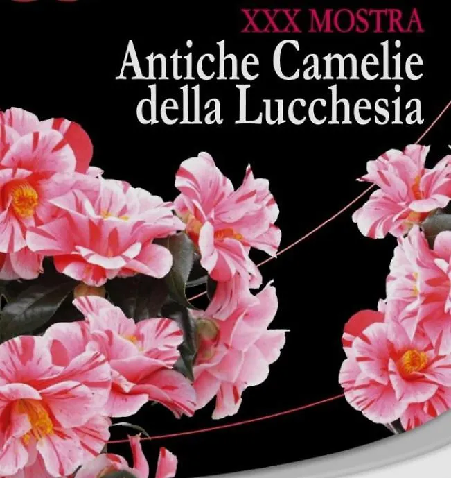 Appartamento - I Girasoli Capannori